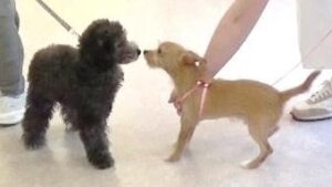 子犬の緊張をほぐすには