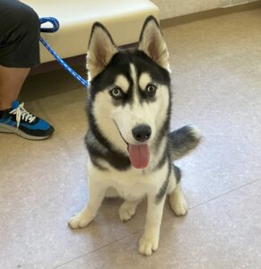 犬との暮らし方教室(８月)を開催しました