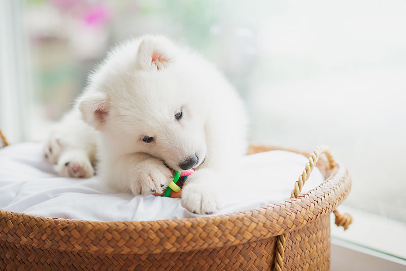 かわいいペットを病気から守ってあげましょう！