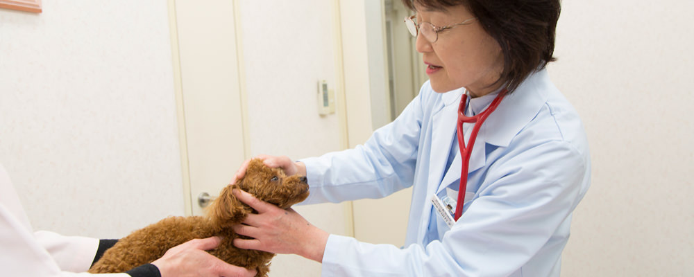ペットの定期健診と予防