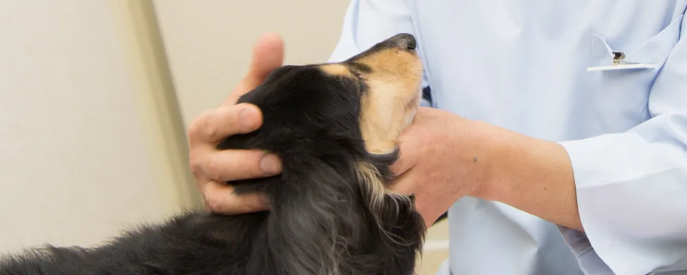 犬の病気