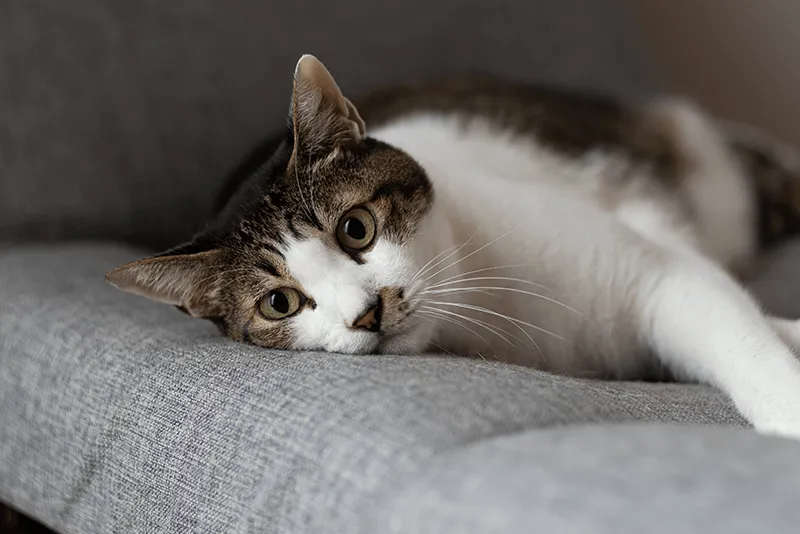 猫に多い「肥大型心筋症」どんな病気?